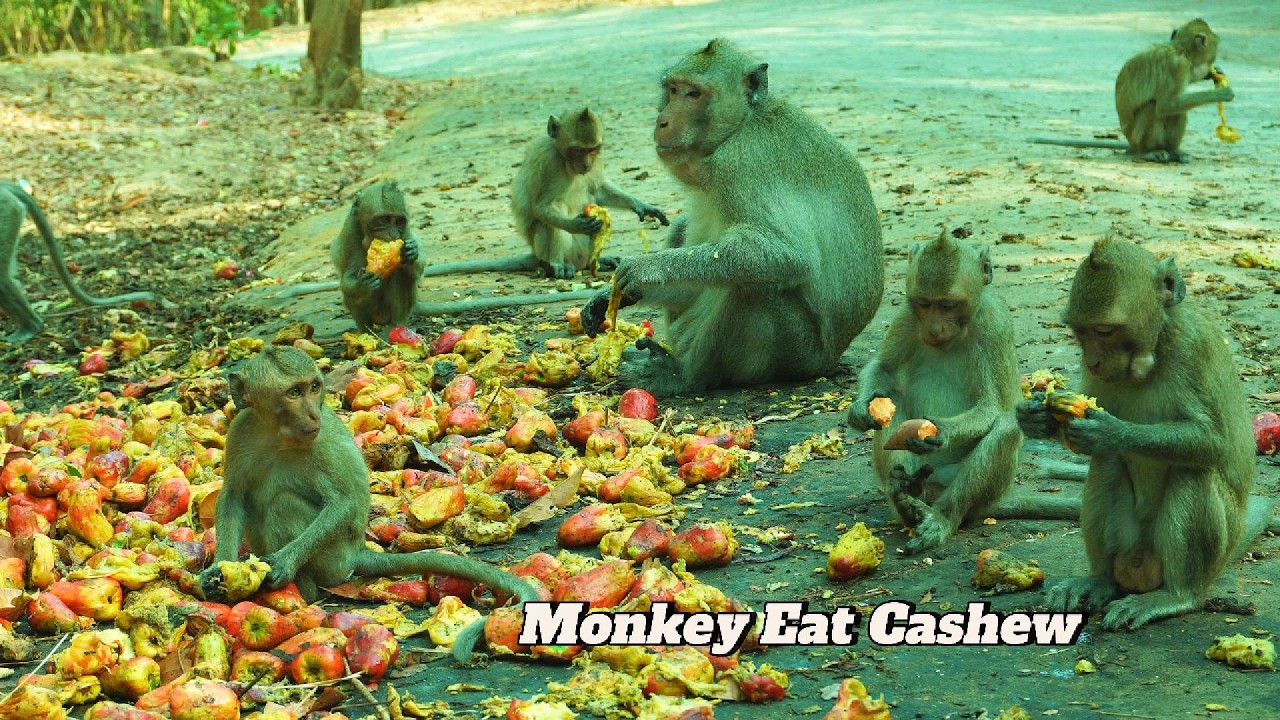 Monkey Eating Cashew Fruit | Cute Monkey Enjoys Fresh Cashew Apple – So Delicious! 4K Ultra HD