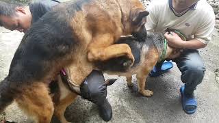 Pinabuntis ko ang aking GERMAN SHEPHERD ( Mating / Stud ) by Restless TV 319,916 views 4 years ago 5 minutes, 51 seconds