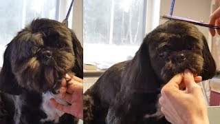 Grooming Guide  Full Grooming Shih Tzu #60