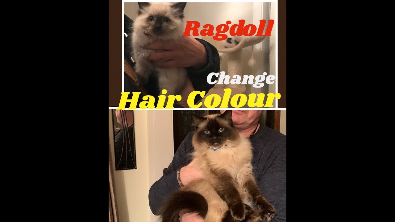How changed the Ragdoll cat hair color 3months to present day YouTube