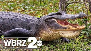 Louisiana has around 3 million alligators, and residents will soon be able to hunt them recreational