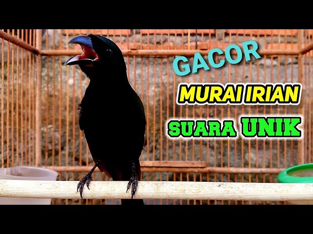BURUNG SEWOTAN DEOT MURAI IRIAN GACOR class=