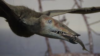 5 Weird Things You Didn't Know About Pterosaurs (Flying Dinosaurs!)