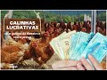 🤑 Criar 500 galinha poedeira e corte da LUCRO. Vou te provar