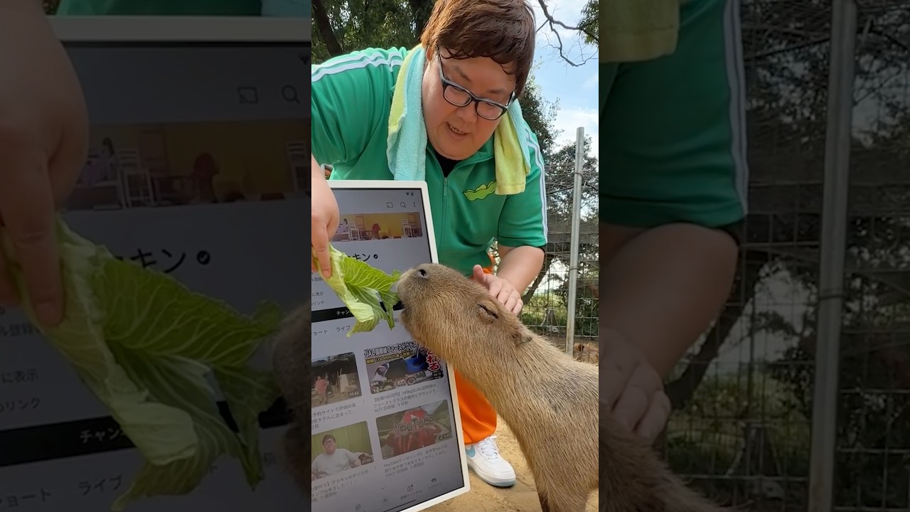 カピバラにチャンネル登録をお願いしてみたwww　#shorts #カピバラ #capybara