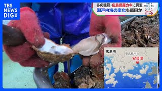 カキの生産量減少、原因は「猛暑」と「きれいすぎる海」　募る危機感、迎える養殖の転換点｜TBS NEWS DIG