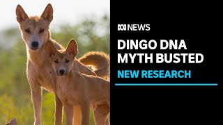 DNA testing shows most dingoes in the wild are pure and not hybrid dogs | ABC News
