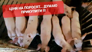 ❌️ЦІНИ НА ПОРОСЯТ🔥... ДУМАЮ ПРИКУПИТИ‼️