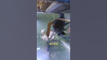 Pha đớp mồi của cá tai tượng