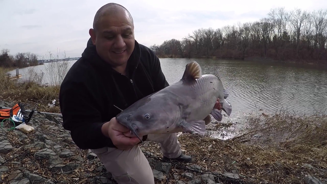 Chunky Cats Fishing Thursday Night Monster Catfish Show live from the banks  of the Potomac River 