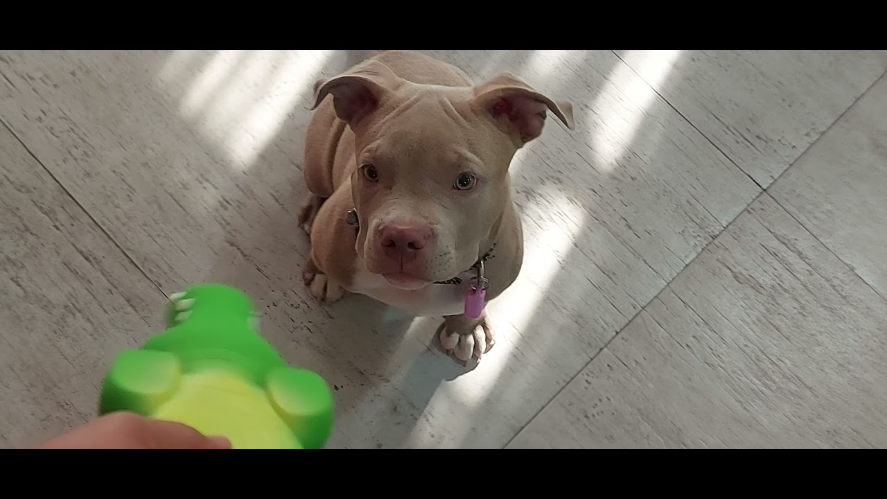 New squeaky toy for my Pittie. Swima ni thakai gwdan putula YouTube