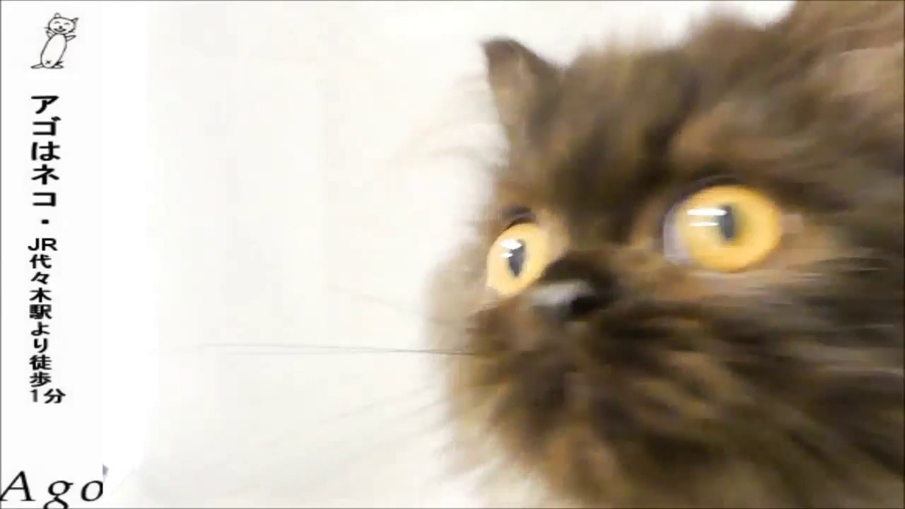 2729ペルシャ ブラックスモーク アゴネコ専門店 アゴはネコ公式のサイト 通常の子猫販売 里親ﾈｺ 保護猫譲渡