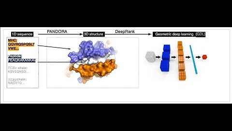 3D Structural Modelling for Enhanced Peptide-MHC and TCR Specificity predictions