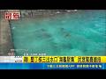 直擊墾丁核三出水口！大批海龜罕見群聚 超萌畫面曝光引爆民眾搶拍｜三立新聞LIVE