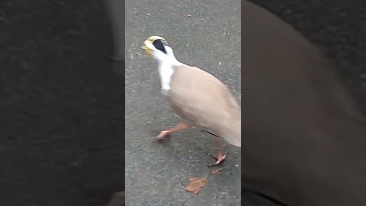 burung trulek topeng