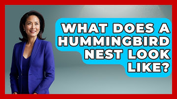 What Does A Hummingbird Nest Look Like? - Bird Watching Diaries