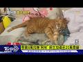 懸賞8萬找嘸「阿咪」 飼主加碼至20萬尋貓｜TVBS新聞 @TVBSNEWS01
