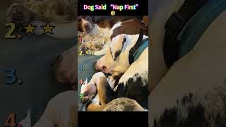 Dog Said “Nap First” 🤣