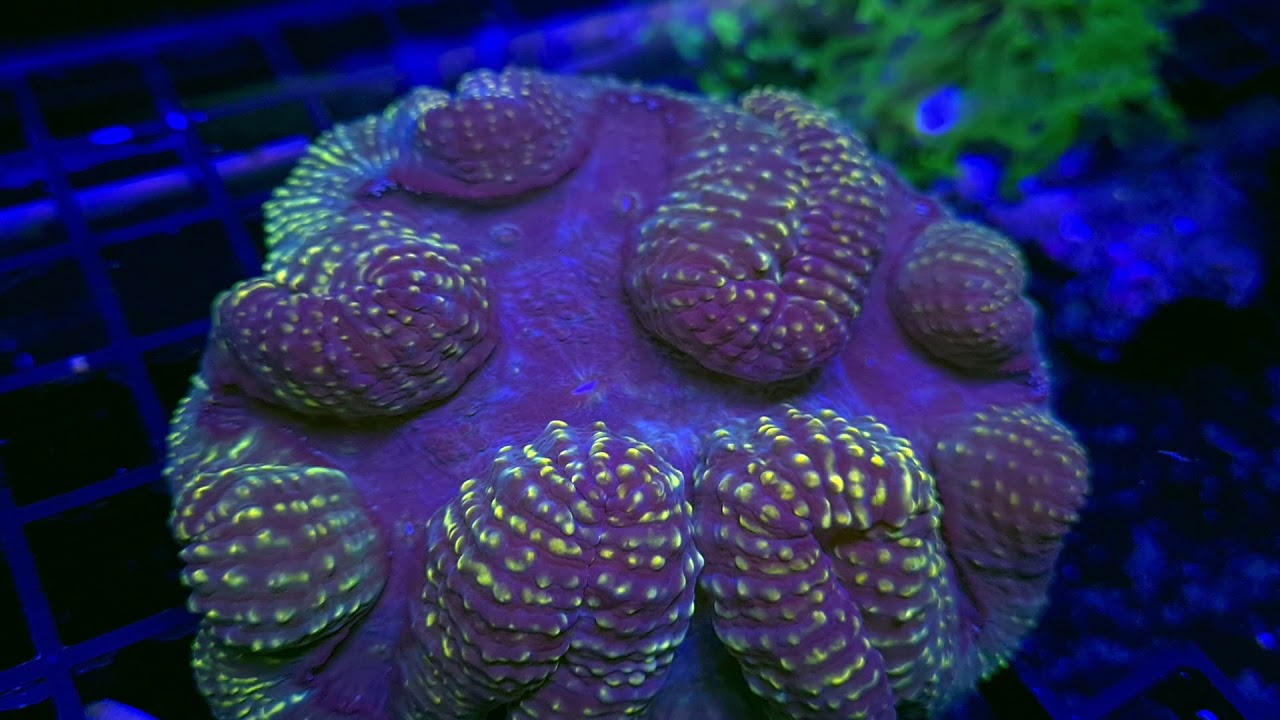 CF Yellow Tips Symphyllia