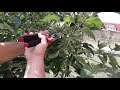 Літня обрізка плодових дерев/обрізка яблуні