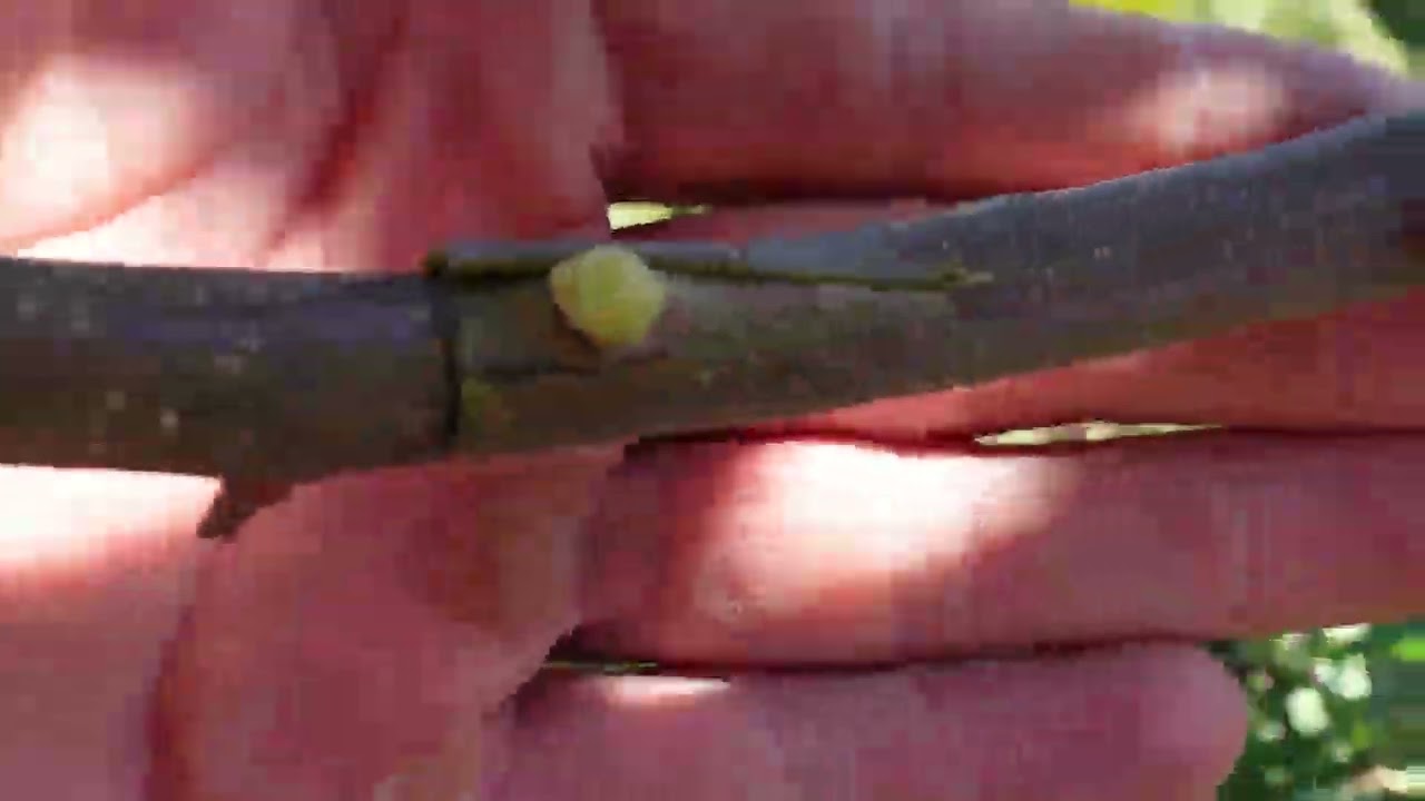 Injertos en algarrobo muy fácil