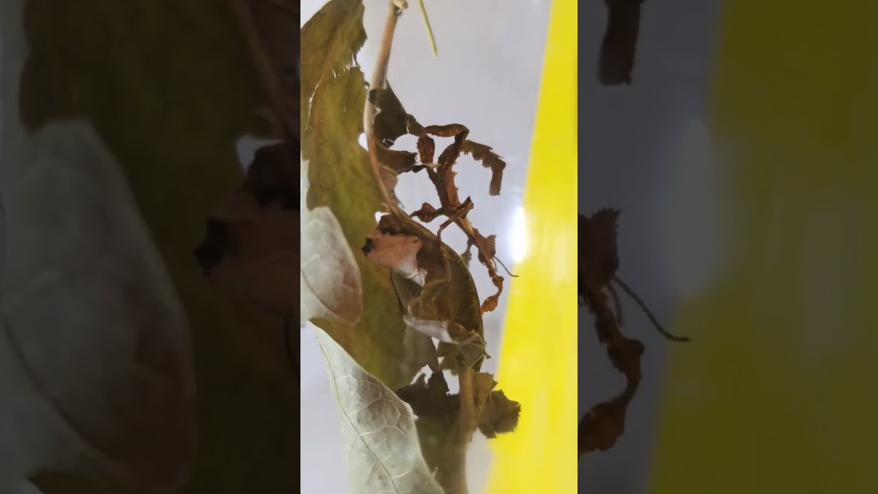 Маскировка 🔥🔥🔥