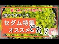 204【多肉植物】セダム特集
