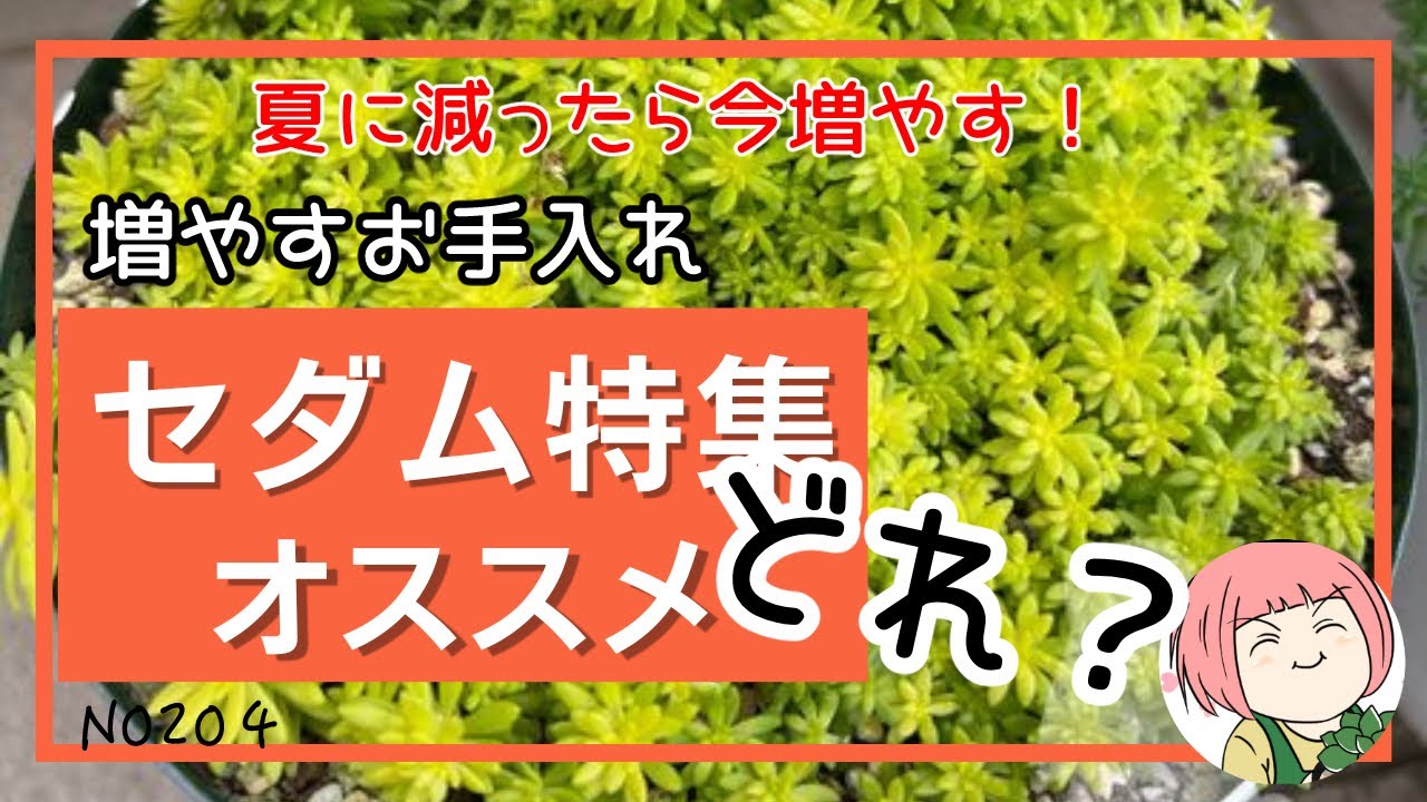 204【多肉植物】セダム特集🌵私のイチオシセダム！減ったセダム増やせ