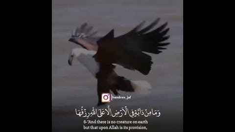 القارئ براك الشمري الرزاق هو الله فتوكل على الله 💕