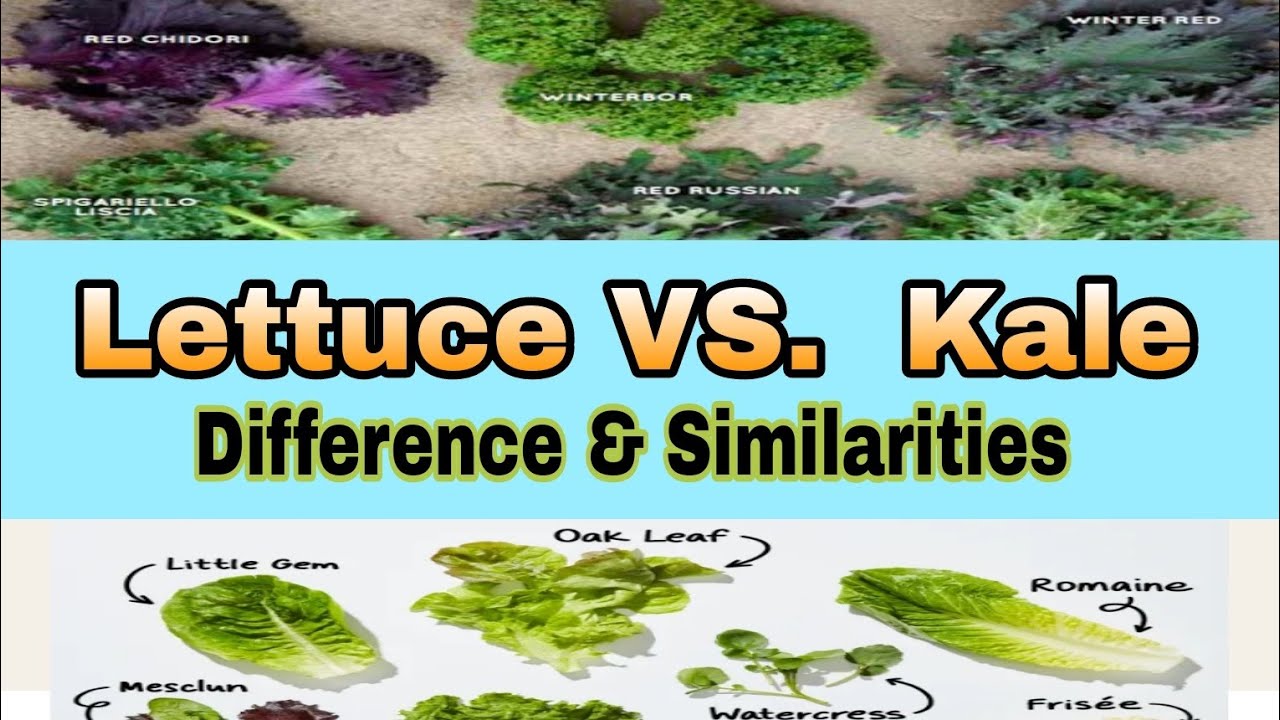 LETTUCE VS. KALE/ DIFFERENCE & SIMILARITIES kale lettuce vegetables