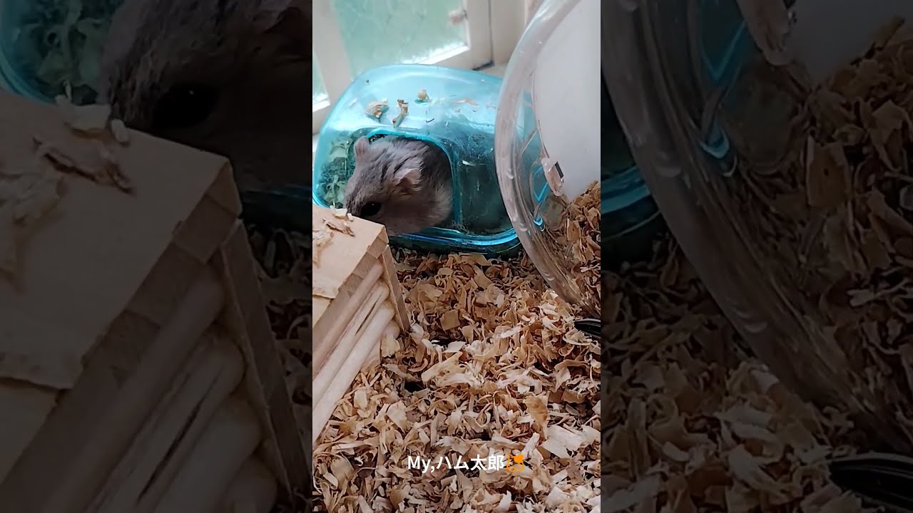 ハムスター🐹 - YouTube
