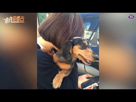 【2年前】急壞粉絲家人！SHINee鐘鉉生前遺留愛犬找回！