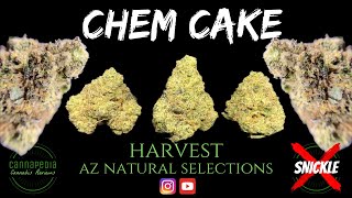 Chem Cake Strain Review - Harvest - AZ Natural Selections - Cannapedia