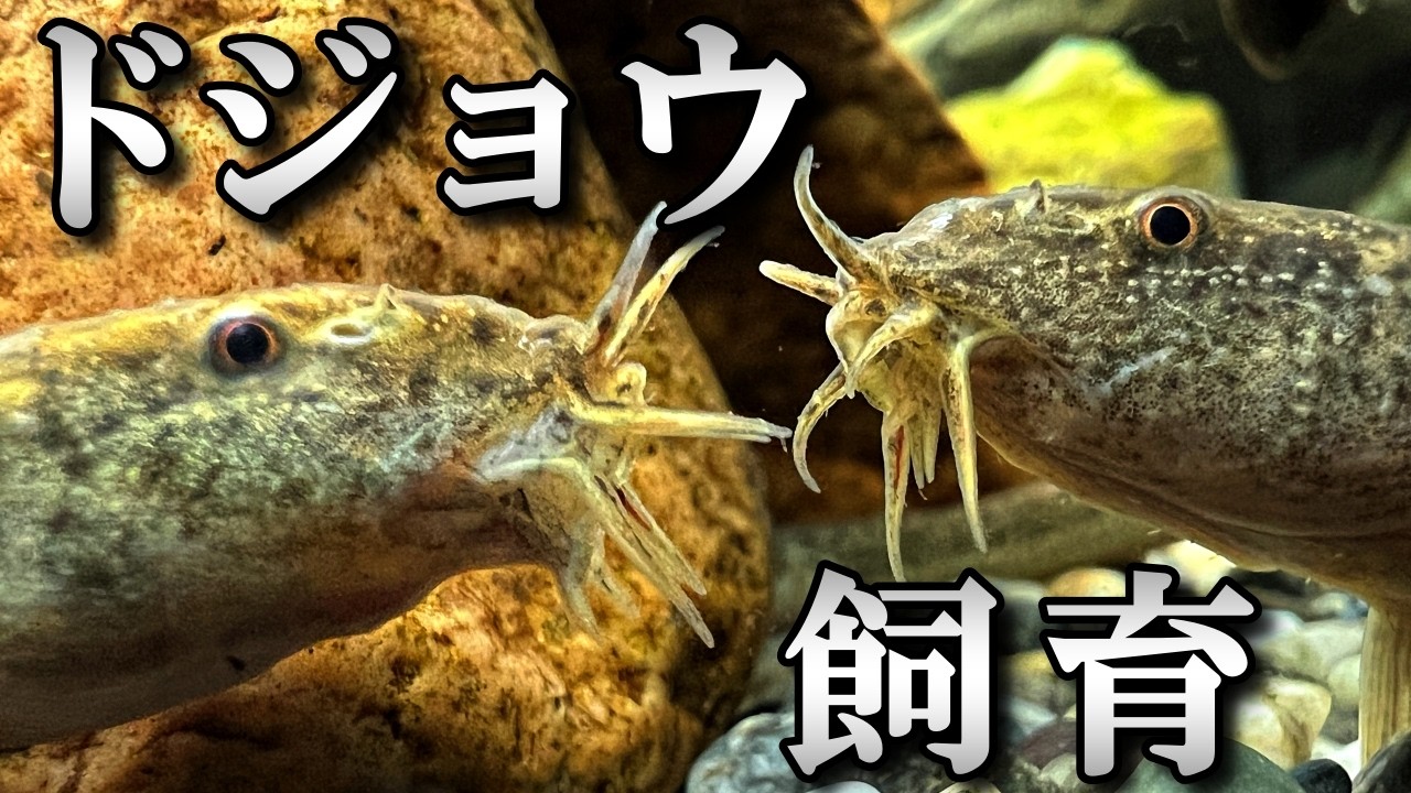 ドジョウ飼育のすべて！必要な物・餌やり・水槽に入れる手順と一緒に飼える魚や生き物