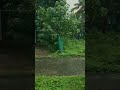 Village Rain Ambience #asmrrainwalk #meditationsounds #sleepsounds