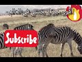 تزاوج الحمار الوحشي وقوته الهائلة في الإنجاب The Strength Of The Zebra In Mating