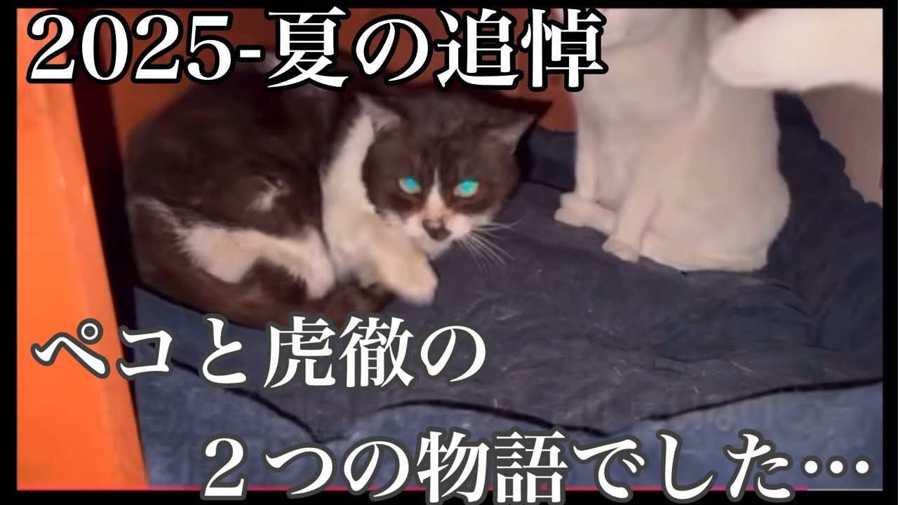 感動】2025の夏でした。ペコと虎徹の物語が僕の涙腺を壊したのでした