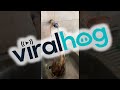 Cats Bathe Themselves || ViralHog