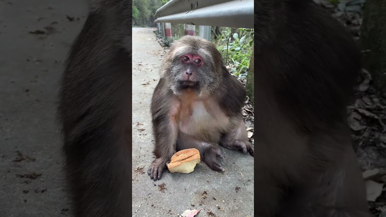 #monkey #monkeysr #cuteanimal #animals #animallife #cutemonkey #cute #cutepet #monkeylove
