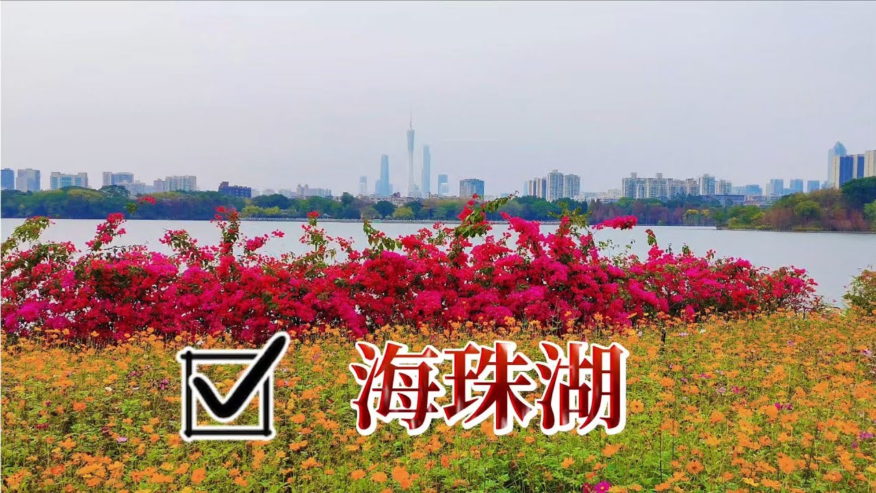 春日在海珠湖公园赏花｜广东日常实拍｜2026年2月27日 #chinatravel #guangzhou #guangdong 
