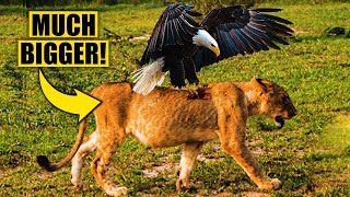 How Can Eagles Kill Prey Much Bigger Than Them?