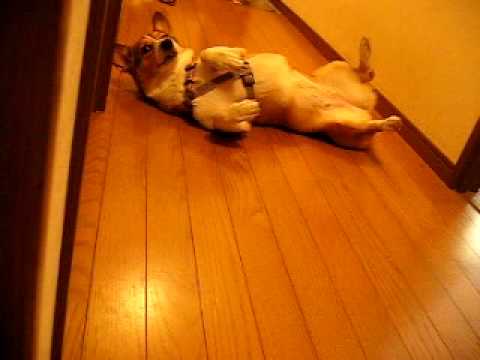 ココアダンス
