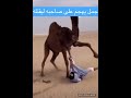جمل يهجم على صاحبه ليقتله 