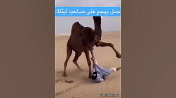 جمل يهجم على صاحبه ليقتله 