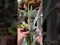 P. Veitchiii #plants #garden #green #nature #housplants #tanamahias #orchids #aroids #antorium #fyp