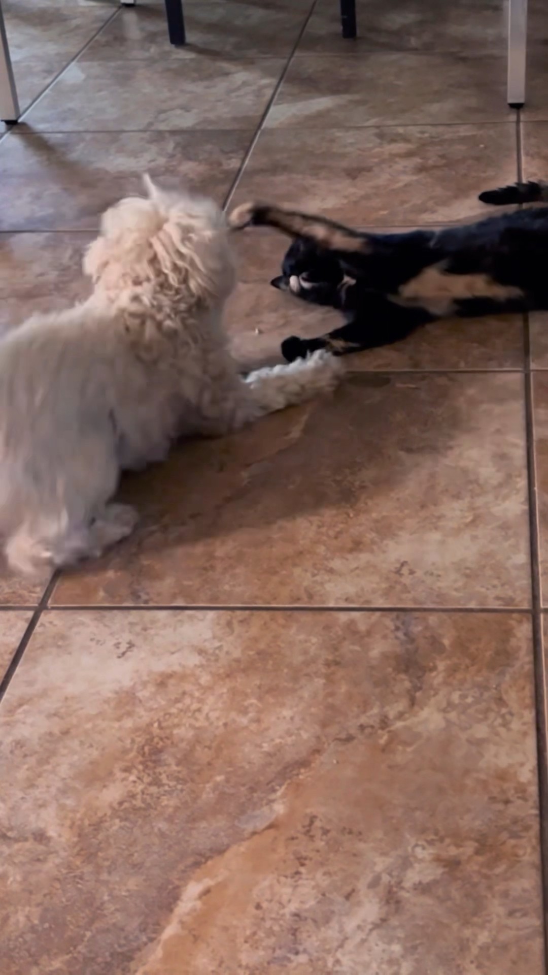I think Betty and Jasper are best friends…#talkingcat #pennythecat