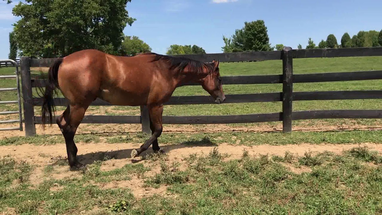 Willy Good Horse YouTube