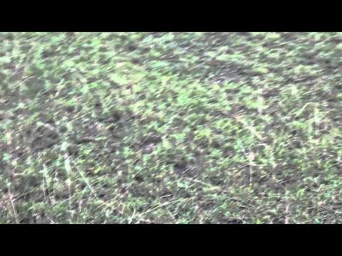 Rock python in Queen Elizabeth National Park