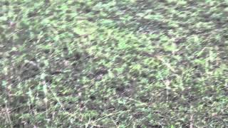 Rock python in Queen Elizabeth National Park
