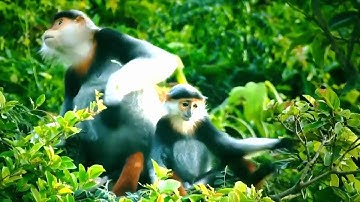 Voọc chà vá chân nâu (Pygathrix nemaeus) - Nữ hoàng các loài linh trưởng